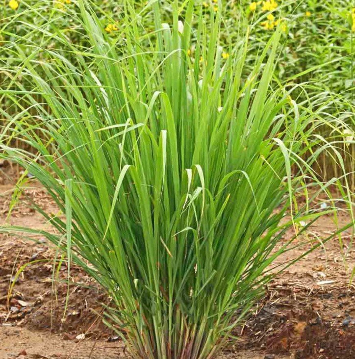 Lemongrass